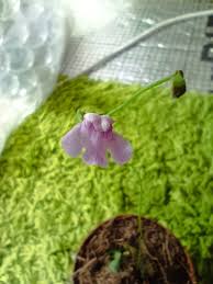 Image result for Genlisea subglabra