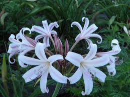 Image result for Crinum rautanenianum