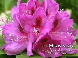 Rhododendron Annah Kruschke 10g 99 99 In 2020 Rhododendron Garden Shop Evergreen Shrubs