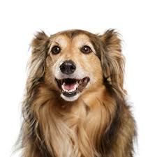 Dog Grooming Services