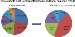 Image result for Hippocratea longipetiolata