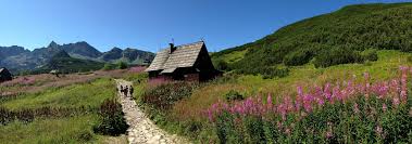 It is also known as corn rose, field poppy, red poppy and papaver rhoeas. Protection Of Tatra National Park In Poland