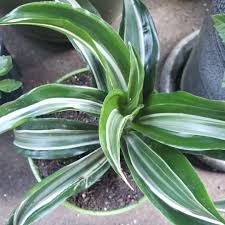 Dracaena white jewel драцена вайт джевел #драцена #day_plantgram #draecena #первыйрастительный. Dracaena Deremensis White Jewel Striped Dracaena White Jewel In Gardentags Plant Encyclopedia