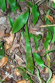 Image result for Loxogramme abyssinica