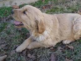 Golden retrievers are known for their gentle and friendly disposition. Akc Golden Retriever Puppies For Sale In Dixon Missouri Classified Americanlisted Com