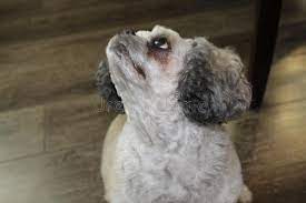 Ikea hemnes shoe cabinet description: Closeup Of Cute Dog Sitting On Kitchen Floor With Bad And Missing Teeth Stock Image Image Of Grey Missing 100987421