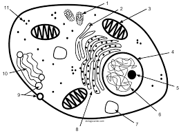 Inside the plant cell, each organelle performs a specialized function according to its structure. Cell Labeling Simple And Complex