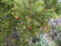 Image result for Osyris compressa