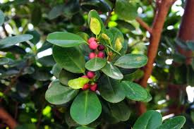 Image result for Fuirena microcarpa