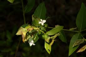 Image result for Carissa tetramera