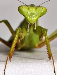 Maybe you would like to learn more about one of these? A Praying Mantis S Spin On Body Control The New York Times