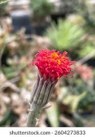 Image result for Kleinia abyssinica