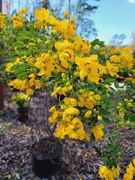 Image result for Cassia thyrsoidea