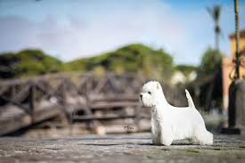 Reputable breeders will welcome questions about temperament and health clearances, as well as explain the history of the breed and what kind of puppy makes for a good pet. Zackshine West Highland White Terrier Home Facebook