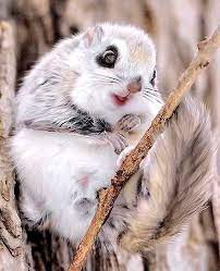 We did not find results for: These Tiny Flying Squirrels Only Live On One Island In Japan And Frankly It S Not Fair
