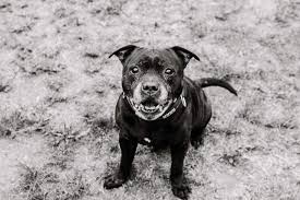 From this small gene pool, the breed spread to other european nations, australia, south africa, the united states, canada, latin america, and elsewhere. Dogs Needing Homes Ravens Rescue Uk