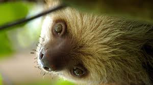 5 out of 5 stars (485). Sloths Only Poop Once A Week But They Make It A Good One Howstuffworks