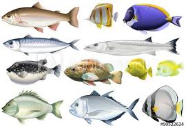 Different Kind Of Ocean Fish Fish Illustration Fish Painting Fish