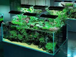 Aquascaping Canada V Instagram One Of My Fave Tanks Nature Aquarium Fresh Water Fish Tank Aquarium