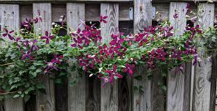 Check spelling or type a new query. My Sweet Summer Love Clematis Is Thriving Gardening