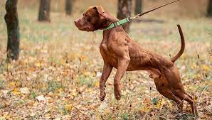 This way, even if your dog does pull, the weight will be distributed evenly across the body instead of centralized on the neck. 6 Dangers Of Dogs Pulling On Leash And What You Must Do To Avoid Them
