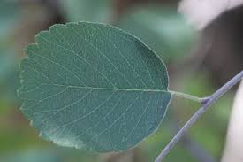 Image result for Amelanchier alnifolia