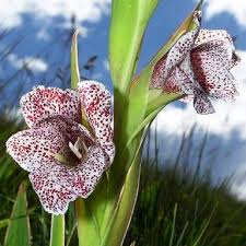 Image result for Gladiolus ecklonii