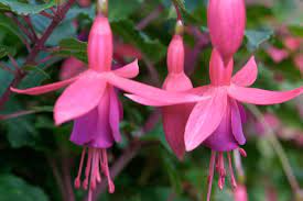 How To Take Fuchsia Cuttings Fuchsia Plant Plant Cuttings Propagating Plants