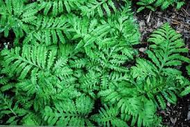 Sensitive Fern Ferns For Sale Plants Native Plants