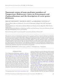 Image result for Rytigynia bridsoniae