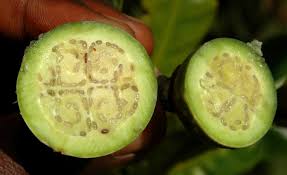 Image result for Anthocleista vogelii