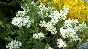 Image result for Exochorda