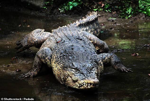 British tourist shocked by crocodile travel rule in Australia after she  thought that it was a scam
