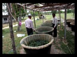 Kebetulan melawat persekitaran rumah rakan di kampung. Keli Organik Di Tok Bali Aqua Farm Youtube