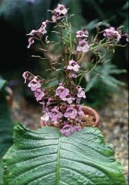 Image result for Streptocarpus eylesii × michelmorei