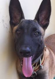 Belgium Malinois Black Belgian Malinois Puppy Waffle My Lovely Belgian Malinois 3 Months Old Belgian Malinois Dog Malinois Dog Belgian Malinois