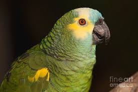 Maybe you would like to learn more about one of these? Green And Yellow Bird Photograph By Joseph Placheril