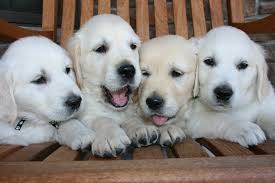 English cream golden retrievers have a few nicknames like the white european golden retriever or the platinum imported golden retriever. Mapleleaf English Cream Golden Retrievers Home Facebook