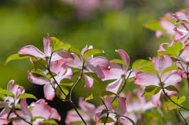 The tree is admired and valued by landscapers and spring flowering dates may vary from year to year depending on local temperatures where the dogwood tree is growing. How To Grow And Care For Pink Dogwood Trees