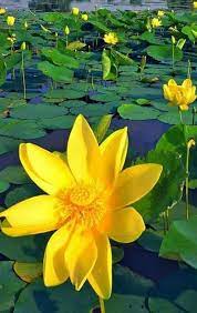 I fiori gialli di questa pianta raggiungono i 4 cm di diametro. Fiori Gialli Acquatici