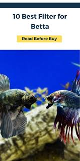 Whether you want to purchase a filter for the first time or simply wants to replace the old one 10 Best Filter For Betta Betta Betta Fish Freshwater Aquarium Fish