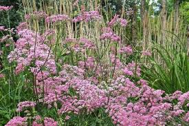 Image result for Pimpinella ledermannii