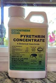 Image result for Pyrethrin