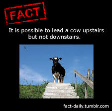 It S Possible To Lead A Cow Upstairs But Not Downstairs Fact Daily Fun Facts Facts Cow Facts