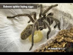 How many eggs do spiders lay? Tarantula Laying Eggs Youtube