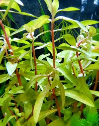 Image result for Nesaea