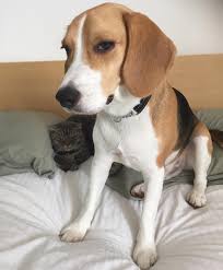 Peenut On Instagram What Do U Mean There S No Breakfast In Bed Grumpymorning Dogandcat Scottishfold Munchkin Peenutm Scottish Fold Dog Cat Beagle