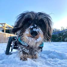 Image result for invalid dog wheelset
