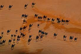 No matter the type, camels are usually found in the desert, prairie or steppe. George Steinmetz S Aerial Photos Of Deserts Around The World The New York Times