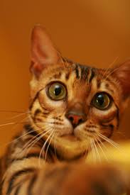 Beautiful bengal kitten for sale all kittens come with 4 weeks free insurance all vaccines flead and wormed micro chipped tica registered excellent pedigree 700 pounds each as pet read more >> more >>. Michigan Bengals Bengal Kittens For Sale